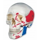 3B Scientific A23 - Modelo anatómico de cráneo (3 piezas, pintado) 