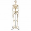 Esqueleto Stan Sobre pie metálico con 5 ruedas