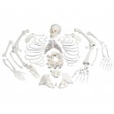  Esqueleto Completo, desarticulado, con cráneo de 3 piezas 