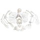  Esqueleto Completo, desarticulado, con cráneo de 3 piezas 