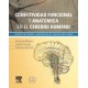 Conectividad funcional y anatómica en el cerebro humano: Análisis de señales y aplicaciones en ciencias de la salud