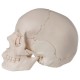 Cráneo desmontable - versión anatómica, en 22 partes